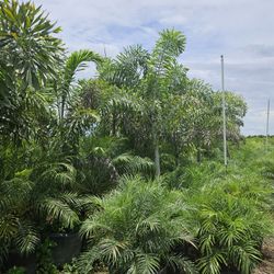 huge foxtail Palms also Christmas palms $150 and up 