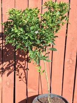 Calamondin / Calamansi with fruits