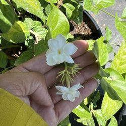 jasmine flower Heathy Tree