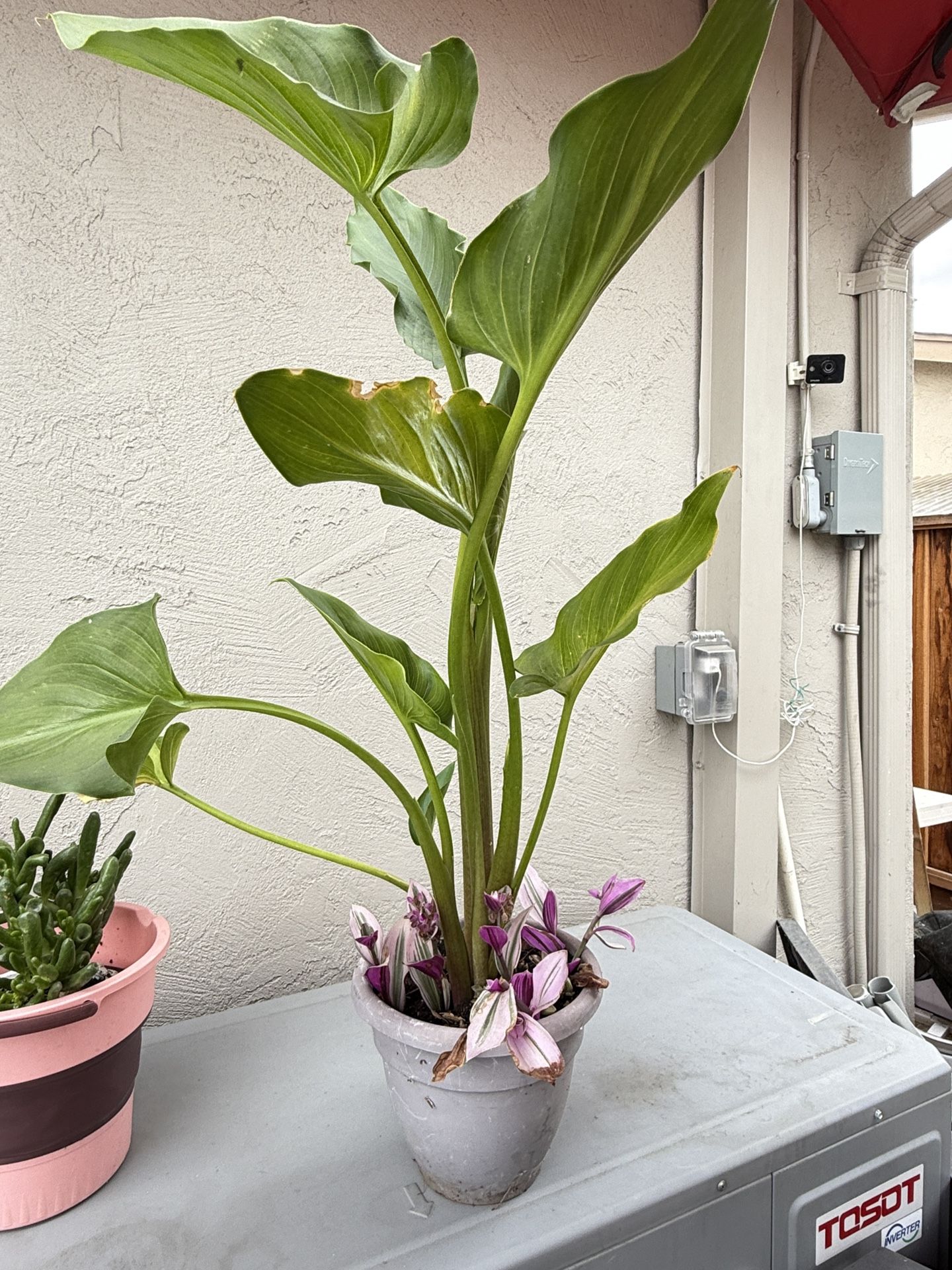 White Lily Plants In Pot