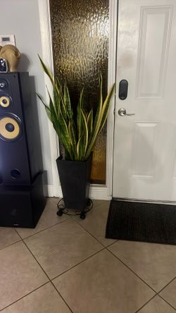 Maceta Con Plantas Naturales