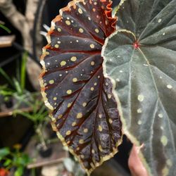 ✨Begonia Chlorosticta Red x Darthvaderiana ✨