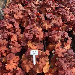 Lavender Plants Trees Succulents 