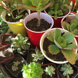 $1 Succulents 