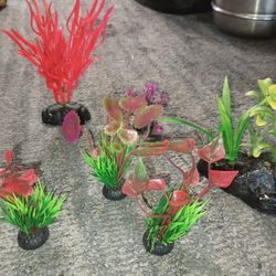 Fish Tank Plants For Sale. 