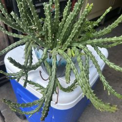 planta de cactus 