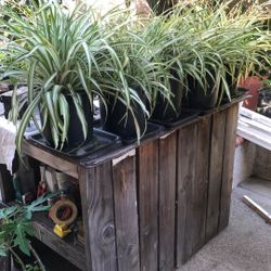 SPIDER PLANTS 