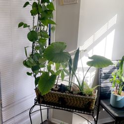 Planta Natural 