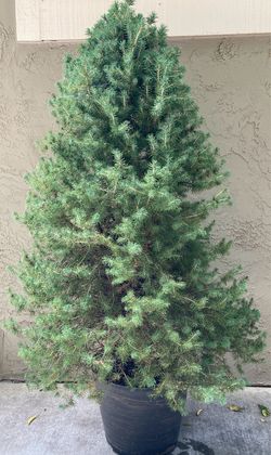 Dwarf Alberta Spruce Tree