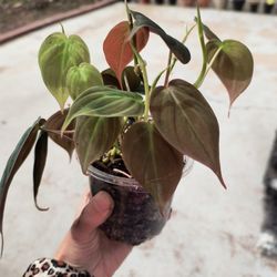 Philodendron Micans Houseplant 