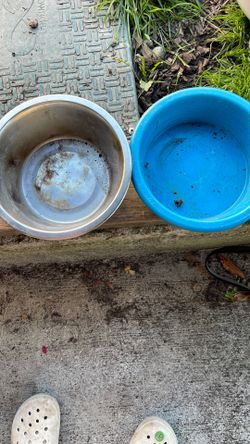 Free Dog Bowls