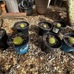 2 dollars each plant 