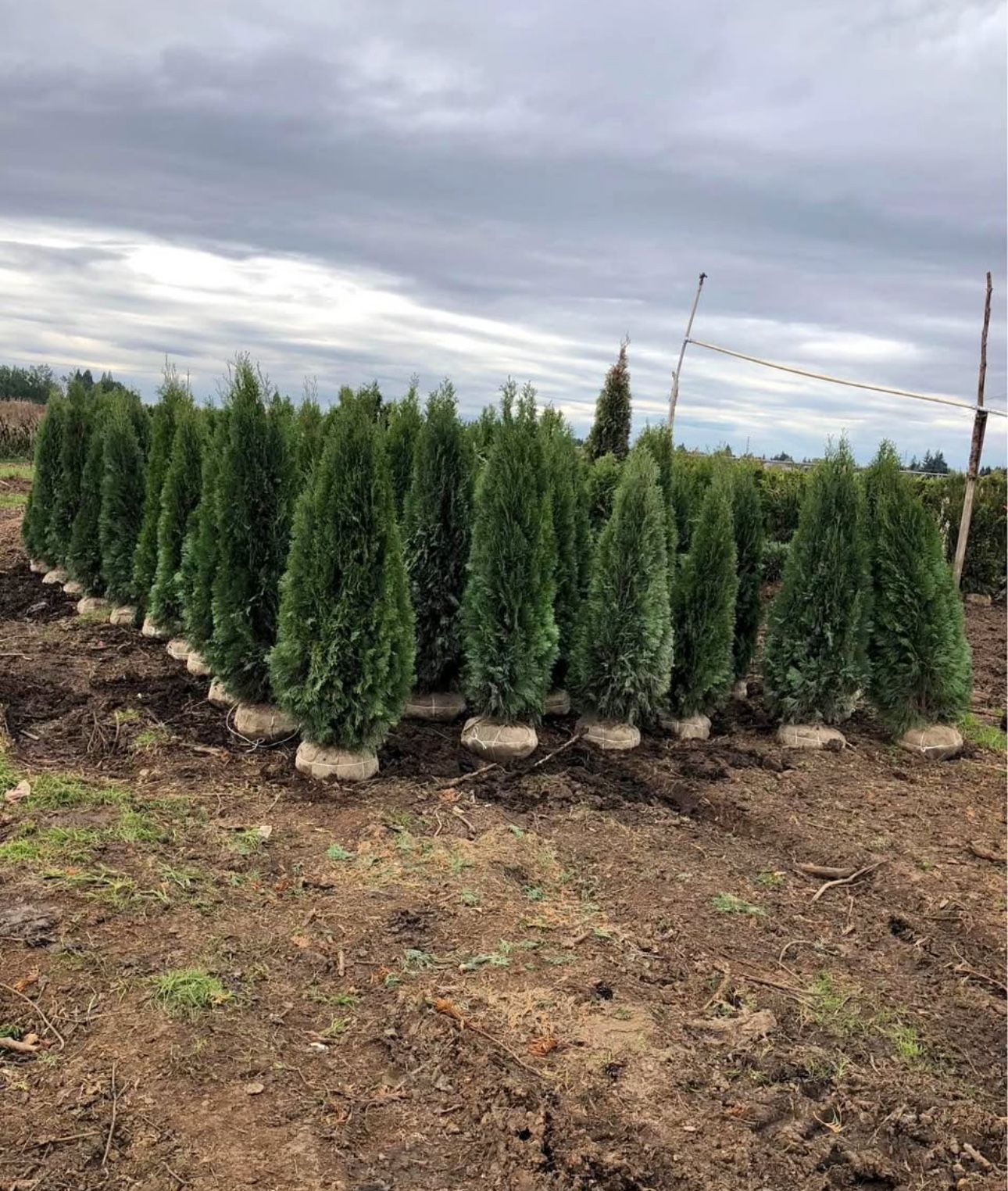 Privacy Trees Free Delivery
