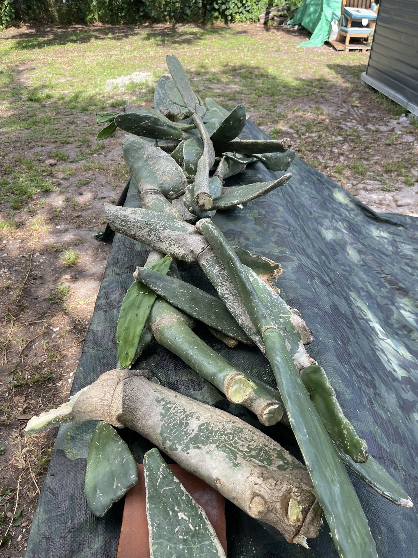 Free Cactus / Succulent Cuttings