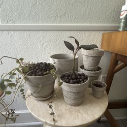 Plant & Pot Bundle