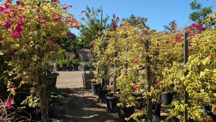 Bougainvillea