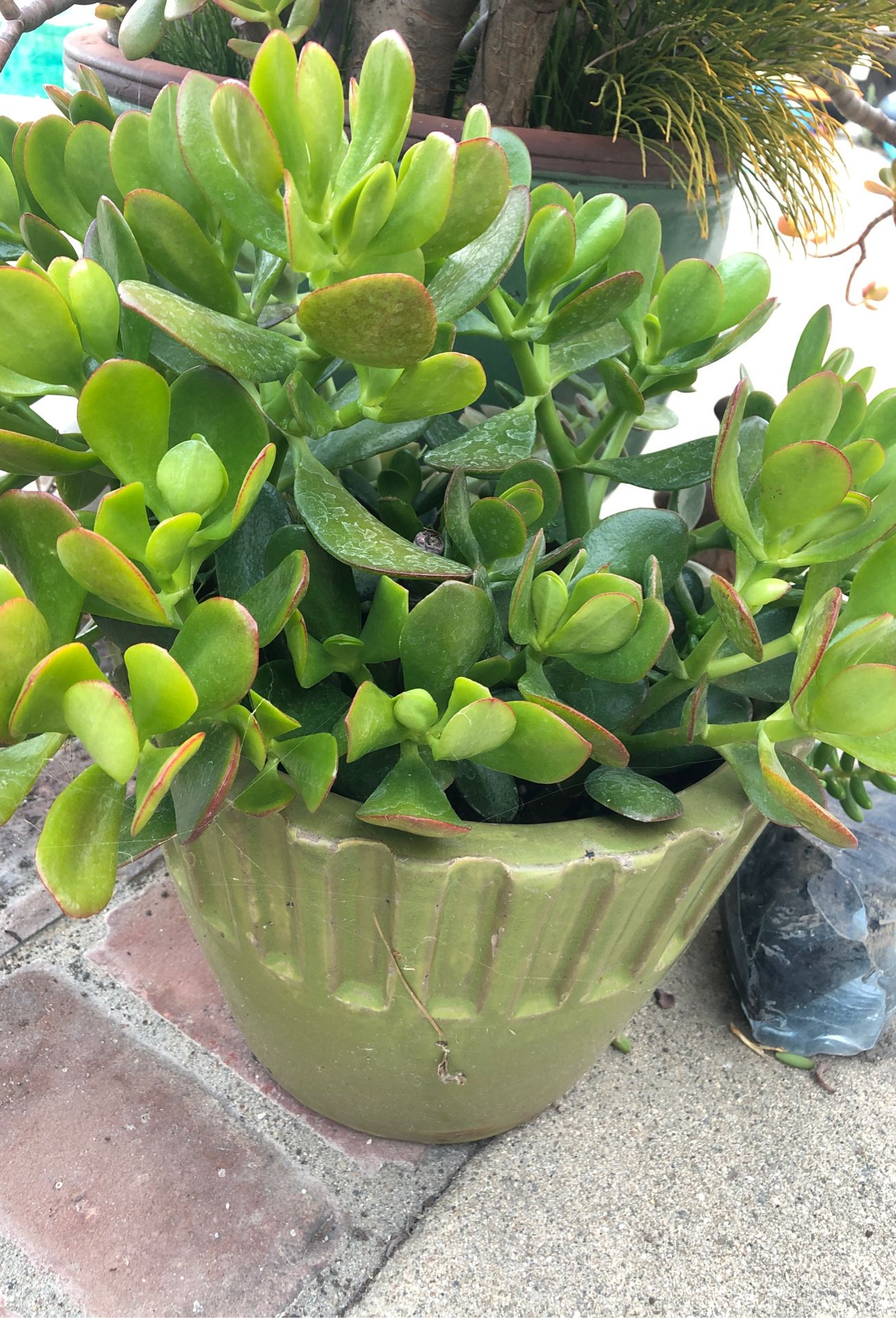 Small Jade plant and other succulents in a green pot