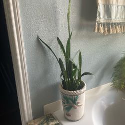 Snake Plant 