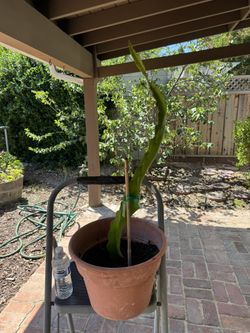 Red Dragon Fruit Plants