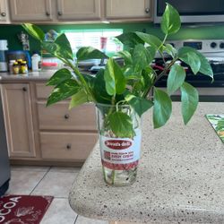 POTHOS. INDOOR. PLANT