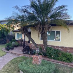 Palm Tree For Sale
