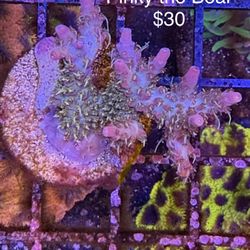 Saltwater Reef Decorations Acro