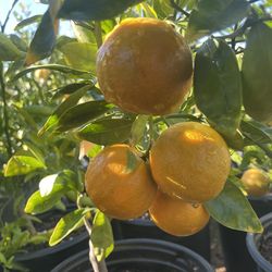 5 Gallon size- Fruiting Age - Citrus Trees