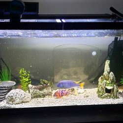 55 Gallon  Fish Tank For Sale With Everything  Fluval 307 Filter