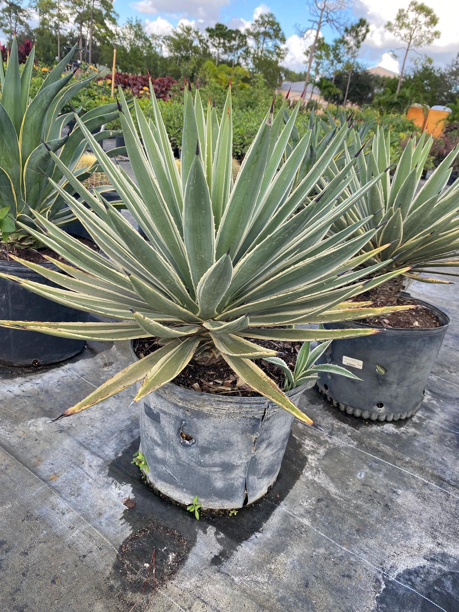Caribbean Agave - 7gl