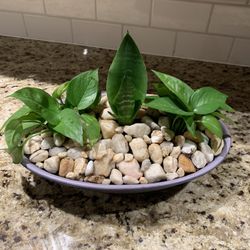 Live Decorative Plant