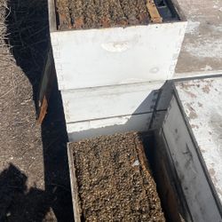 Bees Abejas 
