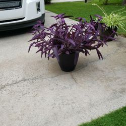 Potted Purple
