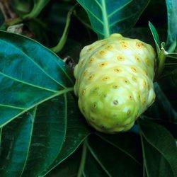 Noni tree