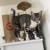 lovely cat