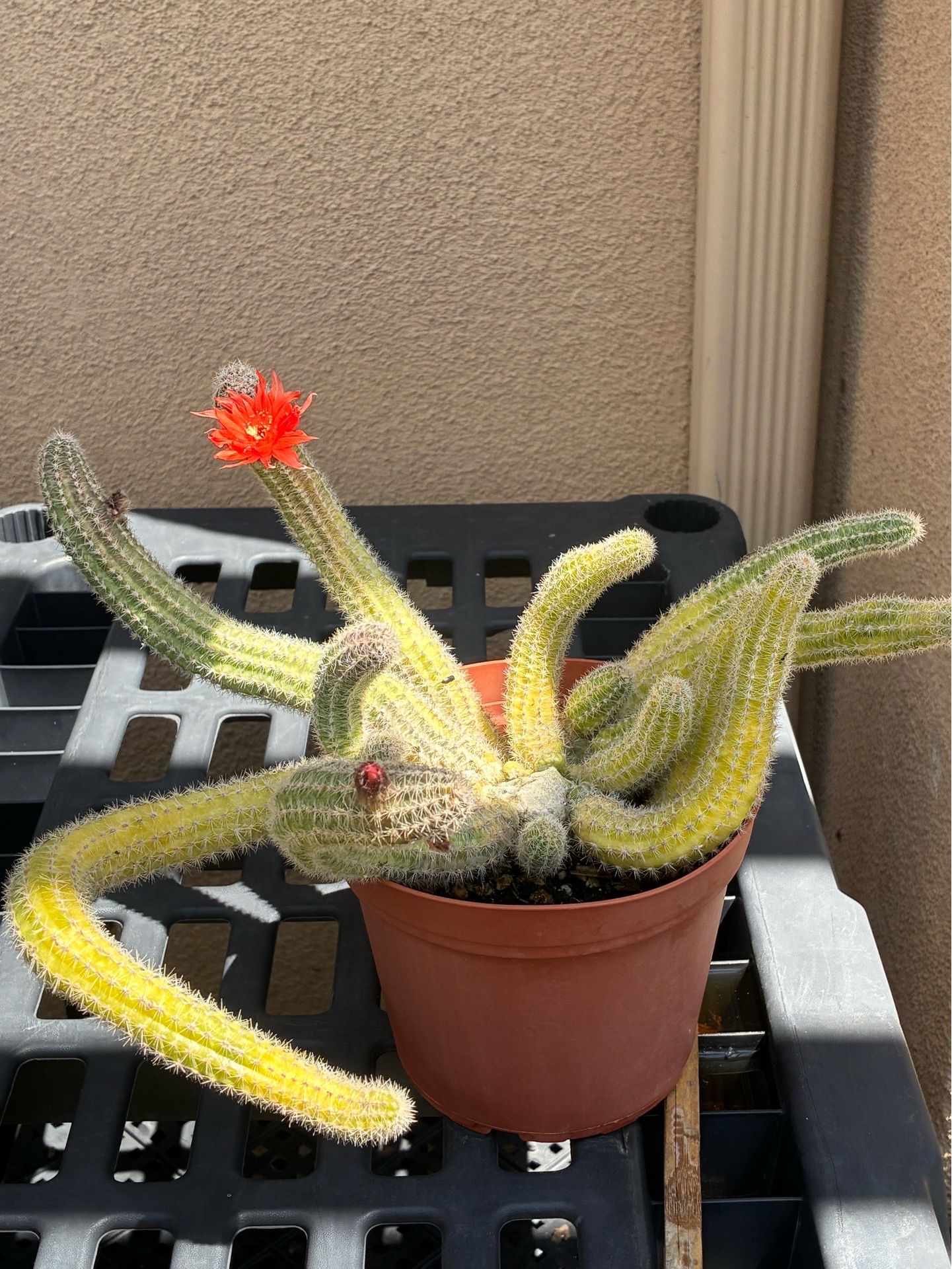 Blooming Cactus
