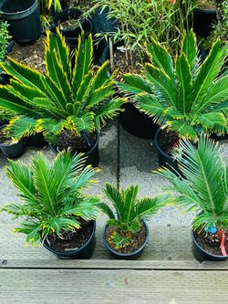 Variegated Cycas Revoluta Aurea