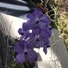 Elva 