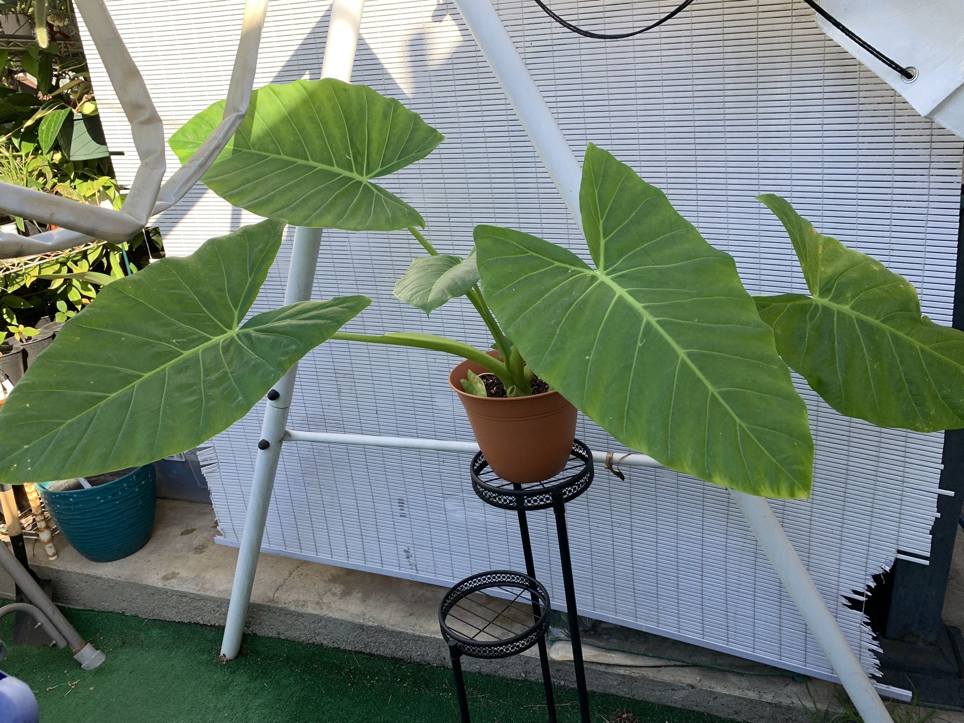 Elephant Ear Plant