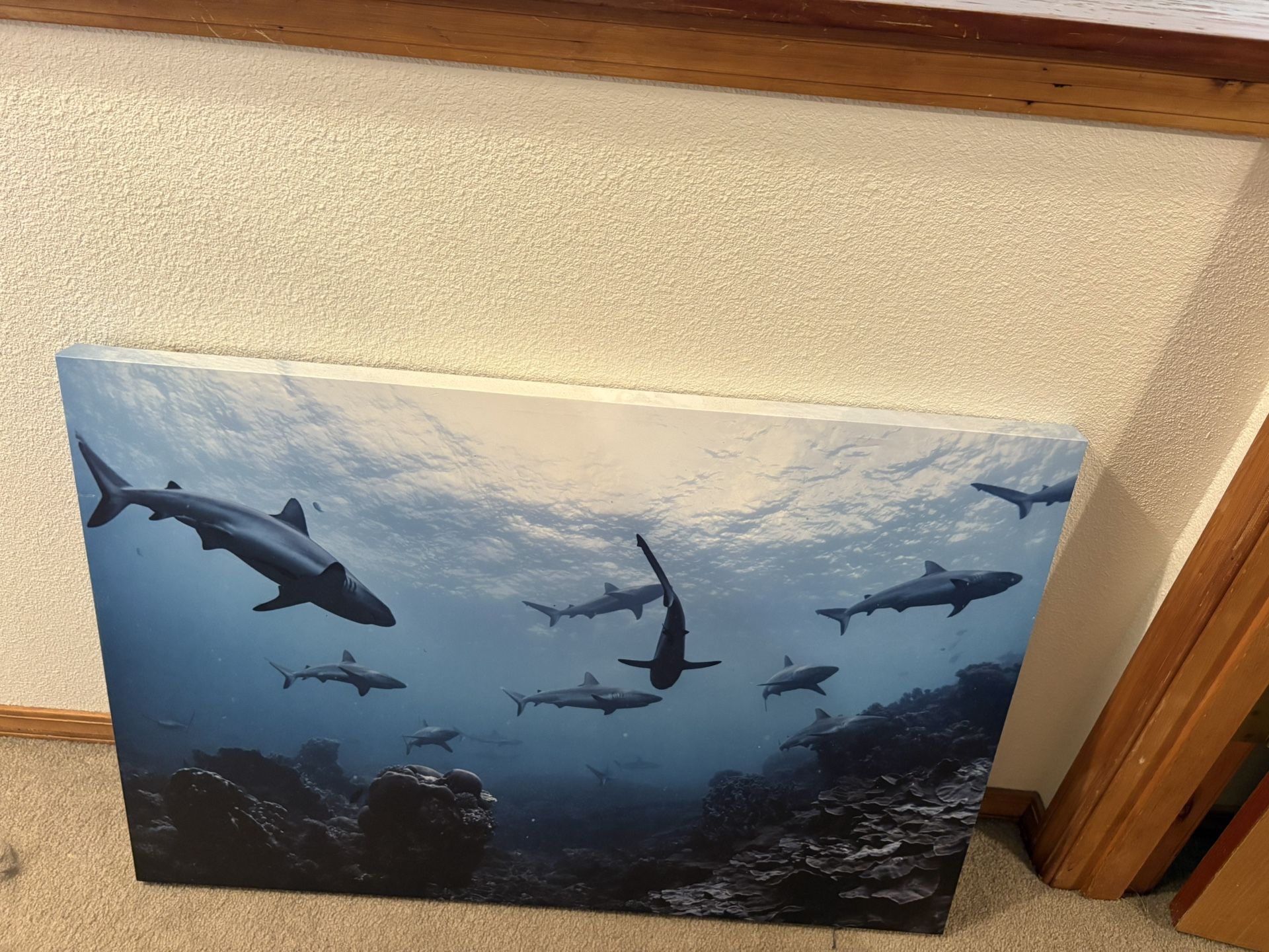 Shark Picture