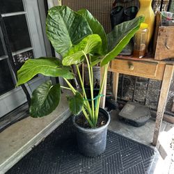 Elephant Ear Plants 