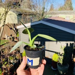Live Philodendron Hastatum (Silver Sword) plant in a plastic nursery pot—firm price