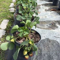 3 Gallons Strawberry Plant! Healthy And Ready To Produce