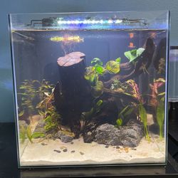 15 Gallon Cube Fish Tank 