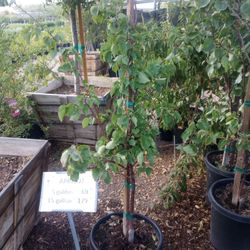 15 Gallon Apricot Trees 