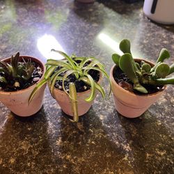 Trio Of Little Cutie Plants