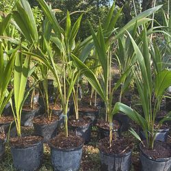 Dwarf Coconut Plant 