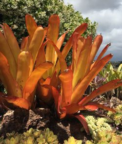Bromeliad Acm. Blanchitiana