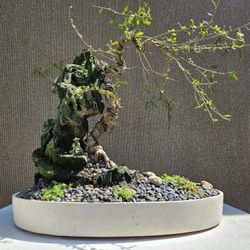 Old Operculicarya Decaryi Bonsai Tree 
