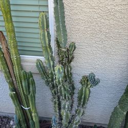 🌵 5 Foot Tall Blue Monstrose Cereus Cactus🌵