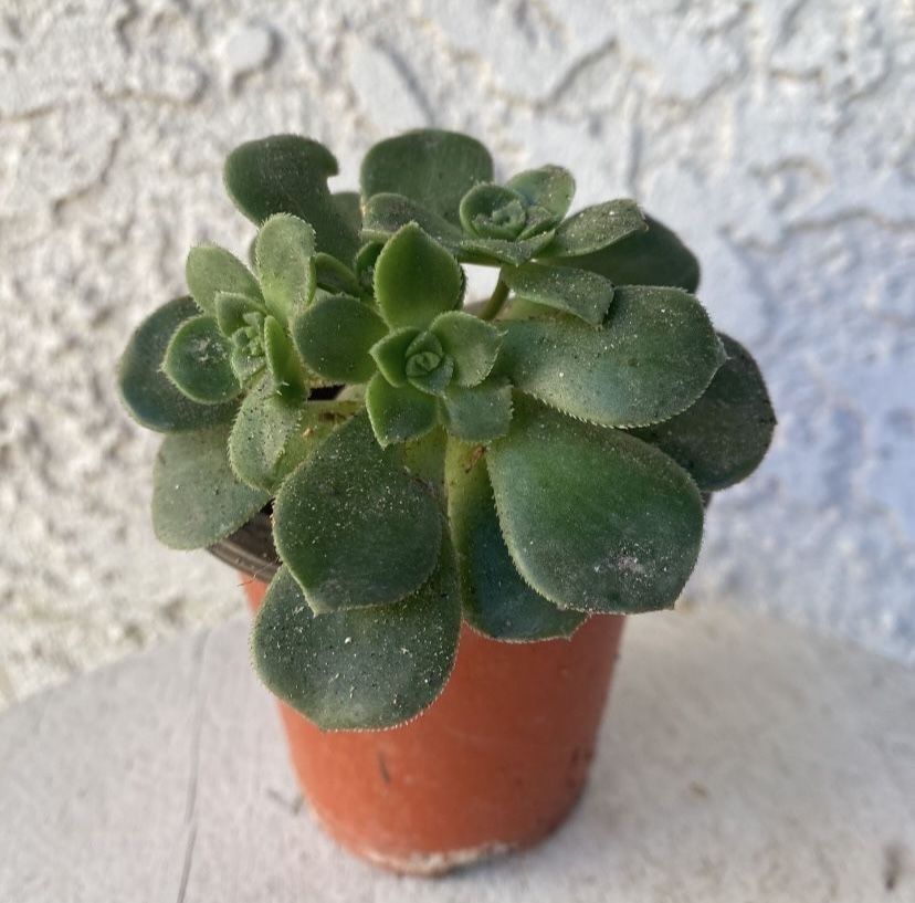 3 Inch Pot Succulent Plant - Aeonium Haworthii - Kiwi Verde - Pinwheel - Rooted & Established - Drought Resistant 🪴